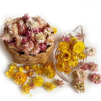 100vnt Nekilnojamojo Gerbera Daisy Gėlės Vadovai Flores Decorativas Šalis Kambarys Dekoro Priedai Amatų Fotografia Džiovintos Gėlės
