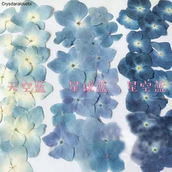 120pcs Paspaudus Blue Serijos Džiovinti Hydrangea Macrophylla Gėlių, Augalų Herbariumas Papuošalai Telefono dėklas Priėmimo Žyma 