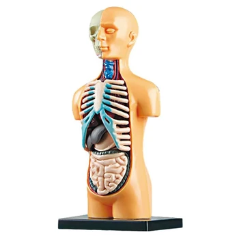 3D Nuimamas Anatominis Žmogaus Liemens Įstaiga Švietimo Modelį Žaislas Žmogaus Kūno Struktūrą, Mokymo Vaikas Vaikas Studentas