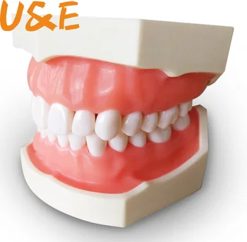Dantų Dantų Modelio Dantų Modelio Burnos Mokymo Dervos Dantis Su 28 Išimami Dantų, Odontologijos Medžiagos Tyrimo Modelis Ortodontinis
